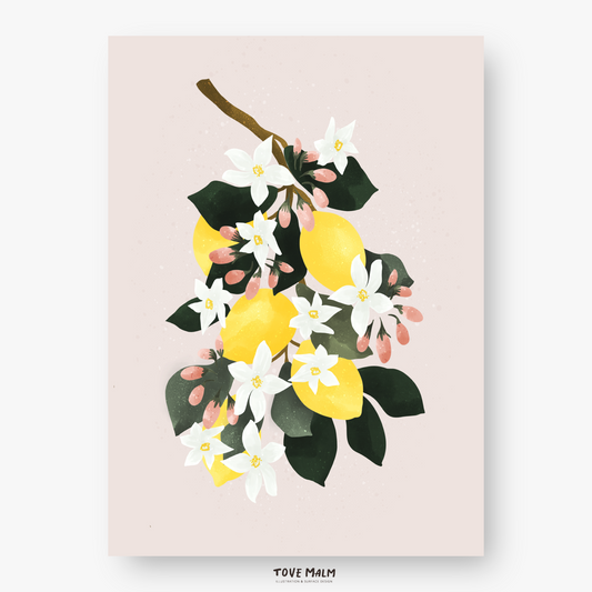 Citron Poster | Blomstrande Väggkonst Illustration med citrus citroner på rosa bakgrund, design Tove Malm Studio